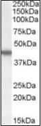 Casein Kinase 1 Epsilon antibody, orb88188, Biorbyt, Western Blot image 