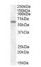 Transcription Factor Binding To IGHM Enhancer 3 antibody, orb18418, Biorbyt, Western Blot image 