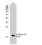 Histone H3 antibody, STJ90289, St John