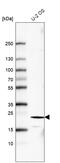 Fibroblast Growth Factor 21 antibody, AMAb91421, Atlas Antibodies, Western Blot image 