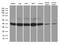 Glutaredoxin 3 antibody, MA5-27393, Invitrogen Antibodies, Western Blot image 