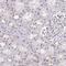 Histone Cell Cycle Regulator antibody, NBP2-38636, Novus Biologicals, Immunohistochemistry frozen image 