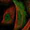 Ribophorin II antibody, NBP2-38323, Novus Biologicals, Immunofluorescence image 