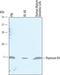 TYB4 antibody, AF6796, R&D Systems, Western Blot image 