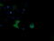 Mitogen-Activated Protein Kinase 13 antibody, LS-C174517, Lifespan Biosciences, Immunofluorescence image 