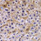 Tectonic Family Member 3 antibody, LS-C331062, Lifespan Biosciences, Immunohistochemistry frozen image 