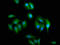 SLC2A4 Regulator antibody, LS-C672274, Lifespan Biosciences, Immunofluorescence image 