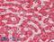 Cytochrome P450 Family 2 Subfamily E Member 1 antibody, 42-658, ProSci, Western Blot image 