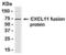 C-X-C Motif Chemokine Ligand 11 antibody, XW-8098, ProSci, Western Blot image 