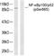 Nuclear Factor Kappa B Subunit 2 antibody, LS-C117426, Lifespan Biosciences, Western Blot image 