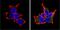 Proprotein Convertase Subtilisin/Kexin Type 2 antibody, PA1-058, Invitrogen Antibodies, Immunofluorescence image 