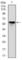 Rho Associated Coiled-Coil Containing Protein Kinase 1 antibody, abx012064, Abbexa, Western Blot image 