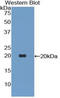 TNF Superfamily Member 13 antibody, LS-C296869, Lifespan Biosciences, Western Blot image 