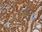 Muscleblind Like Splicing Regulator 3 antibody, LS-C401829, Lifespan Biosciences, Immunohistochemistry paraffin image 