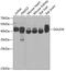 Deoxyguanosine Kinase antibody, A06092, Boster Biological Technology, Western Blot image 