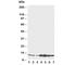 S100 Calcium Binding Protein B antibody, R30360, NSJ Bioreagents, Western Blot image 