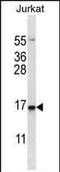 DNA Damage Inducible Transcript 3 antibody, PA5-35129, Invitrogen Antibodies, Western Blot image 