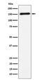 Contactin-4 antibody, M05452, Boster Biological Technology, Western Blot image 