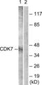 Cyclin Dependent Kinase 7 antibody, LS-C117854, Lifespan Biosciences, Western Blot image 
