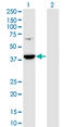 Phosphoribosyl Pyrophosphate Synthetase Associated Protein 1 antibody, LS-C198010, Lifespan Biosciences, Western Blot image 