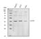 Eukaryotic Translation Initiation Factor 2 Subunit Beta antibody, PA2157, Boster Biological Technology, Western Blot image 