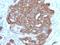 Trefoil Factor 1 antibody, orb388692, Biorbyt, Immunohistochemistry paraffin image 