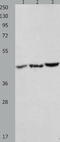 Chromobox 8 antibody, TA322246, Origene, Western Blot image 