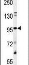 Plasminogen antibody, PA5-25946, Invitrogen Antibodies, Western Blot image 