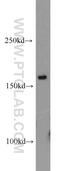 Cleavage And Polyadenylation Specific Factor 1 antibody, 11031-1-AP, Proteintech Group, Western Blot image 