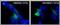 Huntingtin antibody, PA1-002, Invitrogen Antibodies, Immunofluorescence image 