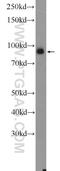 RAN Binding Protein 9 antibody, 17755-1-AP, Proteintech Group, Western Blot image 