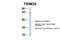 Tripartite Motif Containing 34 antibody, PA5-41621, Invitrogen Antibodies, Western Blot image 