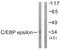 CCAAT Enhancer Binding Protein Epsilon antibody, PA5-38431, Invitrogen Antibodies, Western Blot image 