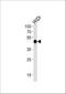 Hepatocyte Nuclear Factor 4 Gamma antibody, A09682-1, Boster Biological Technology, Western Blot image 