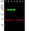 Myristoylated Alanine Rich Protein Kinase C Substrate antibody, NB110-58875, Novus Biologicals, Western Blot image 