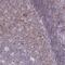 SLAMF6 antibody, HPA051363, Atlas Antibodies, Immunohistochemistry frozen image 