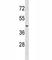 Sphingosine-1-Phosphate Receptor 2 antibody, F46905-0.4ML, NSJ Bioreagents, Western Blot image 