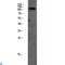 ATPase Na+/K+ Transporting Subunit Alpha 1 antibody, LS-C814176, Lifespan Biosciences, Western Blot image 