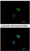 Proteasome 26S Subunit, ATPase 6 antibody, NBP1-32403, Novus Biologicals, Immunocytochemistry image 