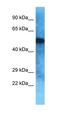 Oviductin antibody, orb327072, Biorbyt, Western Blot image 