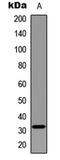 Myogenic Factor 5 antibody, MBS829518, MyBioSource, Western Blot image 