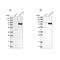 Collagen Beta(1-O)Galactosyltransferase 2 antibody, NBP1-90711, Novus Biologicals, Western Blot image 