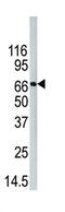 Peptidyl Arginine Deiminase 4 antibody, abx031629, Abbexa, Western Blot image 