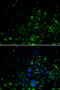 Crystallin Alpha A antibody, MBS9125782, MyBioSource, Immunofluorescence image 