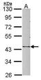 Serpin Family B Member 3 antibody, PA5-30164, Invitrogen Antibodies, Western Blot image 