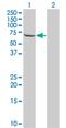 Testis Associated Actin Remodelling Kinase 2 antibody, MA5-21035, Invitrogen Antibodies, Western Blot image 