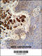 Collagen Type XIX Alpha 1 Chain antibody, 55-203, ProSci, Immunohistochemistry paraffin image 