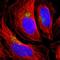 TATA Element Modulatory Factor 1 antibody, NBP1-90117, Novus Biologicals, Immunofluorescence image 