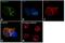 TNF Receptor Superfamily Member 14 antibody, PA5-29780, Invitrogen Antibodies, Immunofluorescence image 
