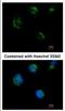 Transmembrane Protein 59 Like antibody, NBP2-20664, Novus Biologicals, Immunocytochemistry image 